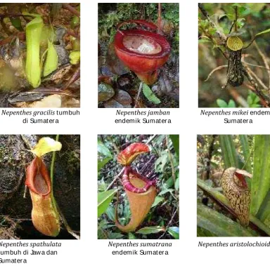 Gambar 10. Berbagai Jenis Kantung Semar