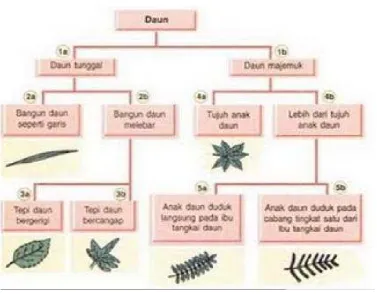 Gambar 17. Diagram kunci determinasi