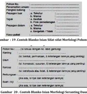 Gambar  20 . Contoh Blanko Isian Morfologi Seranting Daun
