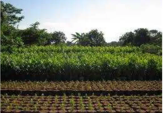 Gambar 10. Tempat penyimpanan bibit 