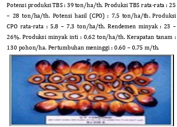 Gambar 29.  Buah kelapa sawit varietas D X P Yangambi 