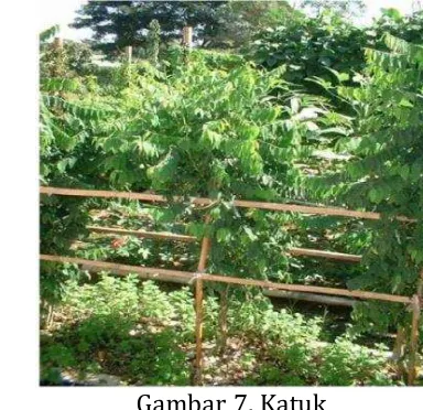 Gambar 7. Katuk 
