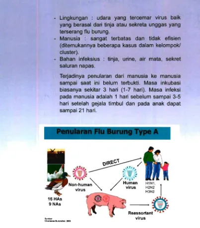 Gambar 1.  Penularan Flu Burung Tipe A 