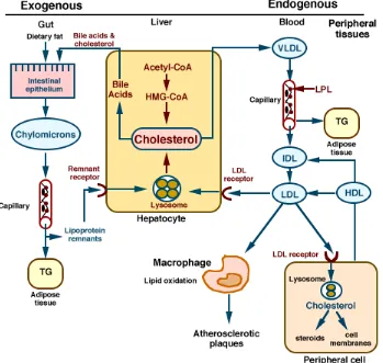 Gambar 3. Metabolisme lipoprotein (Adam, 2009) 