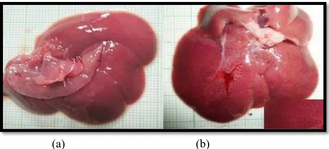 Gambar 4.1 Morfologi hepar tikus setelah pemberian Karbon tetraklorida. (a) Hepar normal dengan warna merah kecoklatan (b) Hepar abnormal dengan warna coklat gelap dan permukaan berbintik  