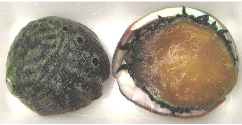 Gambar 1. Abalon Haliotis squamata (Imamura, 2005)