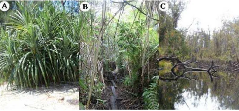 Gambar 3 Habitat Pandanus. (A) Daerah pantai; (B) Rawa pesisir; (C) Rawa pedalaman.  