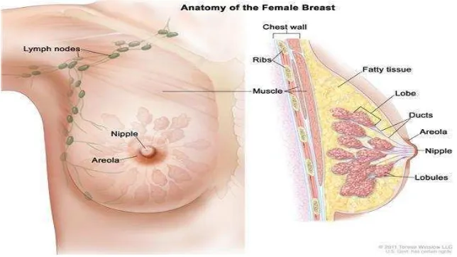 Gambar 1. Anatomi mammae anterior  (Sumber: http://www.cancer.gov). 