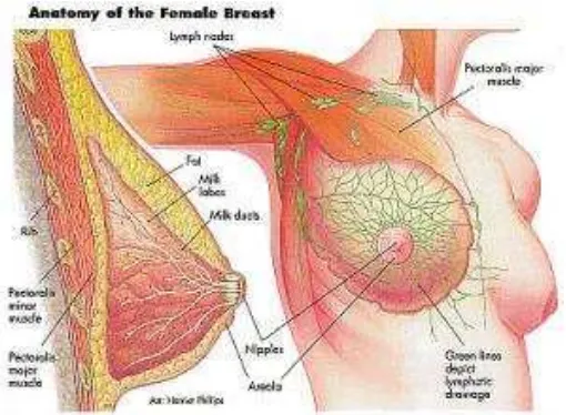 Gambar 2. Sistem limfatik mammae (Sumber: http://www.edoctoronline.com). 