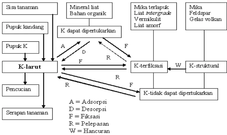 Gambar 1. Keseimbangan Dinamik antar Bentuk-bentuk K Tanah (Kirkman  et al., 1994) 