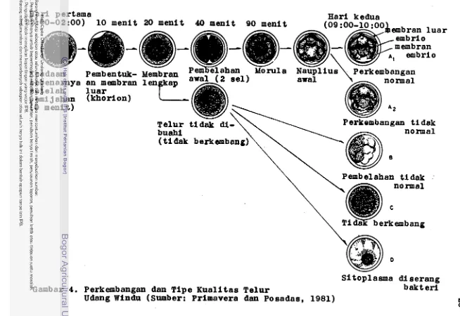 Gambar 4. Perkembangan dan Tipe Kualitas Telur Udang Windu (Sumber: Prlmavera dan Po sadas, 1981) 