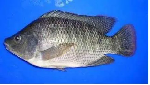 Gambar 3. Ikan nila (Oreochromis niloticus) (Anonim, 2010). 