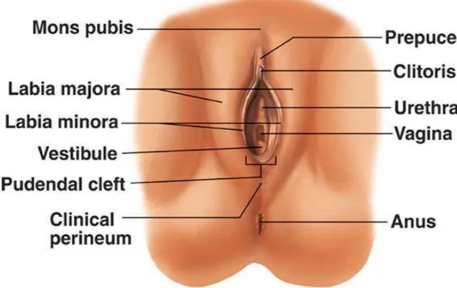 Gambar 3. Organ Genitalia Eksterna Wanita 