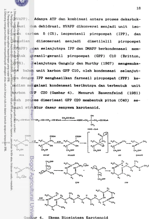 Gambar 4. Skema Biosinteaa Karotenoid 