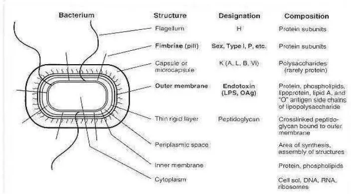 Gambar 1. Gambar kuman Salmonella typhi  secara skematik. (Sumber: Marleni, 2012; Rustandi, 2010) 