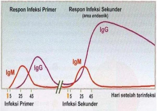 Gambar 3. Respons antibodi terhadap infeksi Salmonella typhi. 