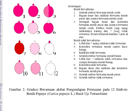 Gambar 2. Gradasi Pewarnaan akibat Pengendapan Formazan pada 12 Embrio 
