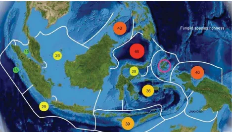 Gambar 7. Kekayaan jenis karang Fungiidae pada tiap-tiap ekoregion. Kekayaan jenis Fungiidae di Halmaheradiperkirakan sangat tinggi, tapi masih belum diketahui (B