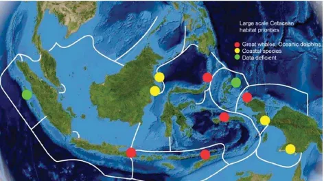 Gambar 8. Kawasan-kawasan dengan perhatian khusus untuk Cetacean laut dan pesisir. Lingkaran merah menunjukkankawasan dengan perhatian khusus untuk paus dan lumba-lumba oseanik; lingkaran kuning untuk Cetacean pesisir,dan lingkaran hijau menunjukkan kawasa