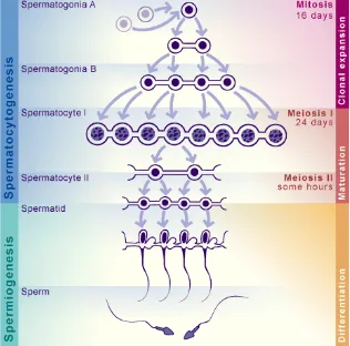 Gambar 2 Proses Spermatogenesis (Sumber : http://images.google.co.id) 