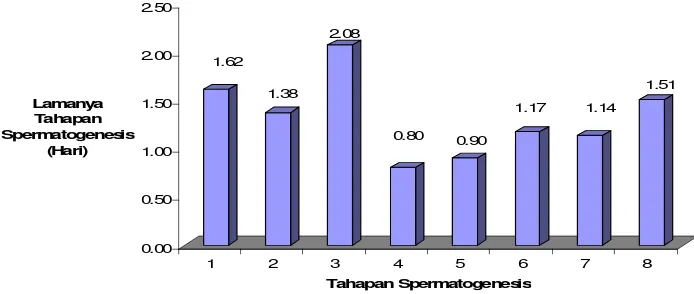 Gambar 6  Durasi masing-masing tahapan spermatogenesis pada domba  garut  