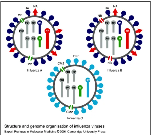 Gambar 3.  Gambaran Virus Influenza Tipe A, B, dan C. Sumber : Moleculer medicine