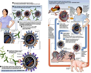 Gambar 4.  Ilustrasi Antigenic Drift dan Shift Virus Influenza