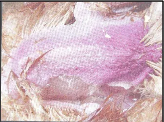 Gambar 8. Gambaran patologis ayam yang terserang AI/Flu burung dengan perdarahansubkutan dan ptechie pada daerah dada