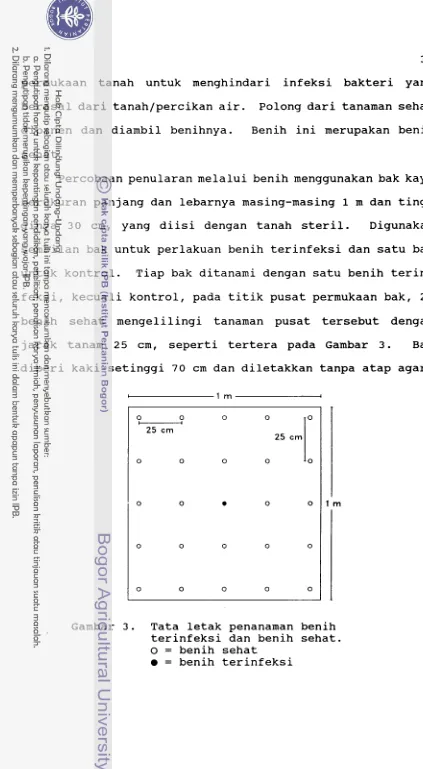 Gambar 3. Tata letak penanaman benih 