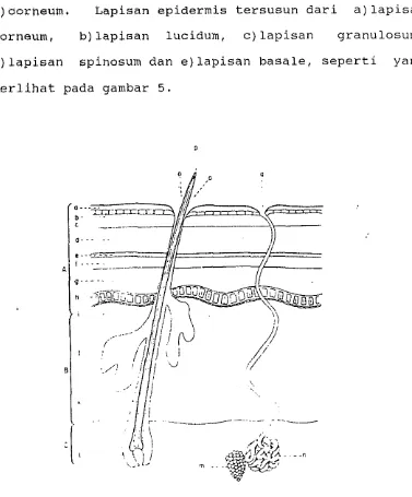 Gambar 4. Struktur Kulit (Howard, 1974) 