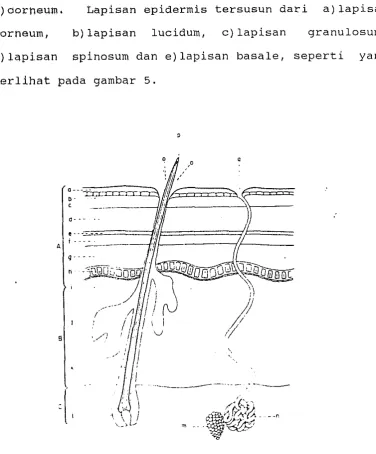 Gambar 4. Struktur Kulit (Howard, 1974) 