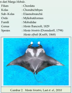 Gambar 2.  Manta birostris, Last et. al., 2010 