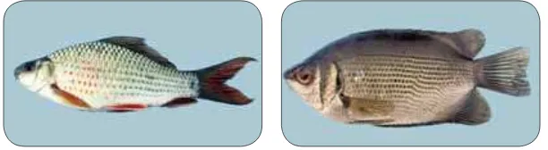 Gambar 9. Beberapa jenis ikan konsumsi asli Indonesia