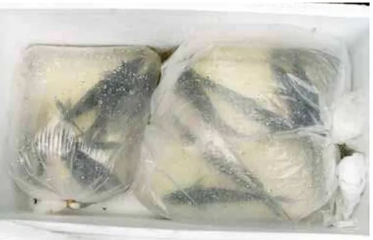 Gambar 16. Kantung plastik berisi ikan pada sterofoam (Foto: Haryono)