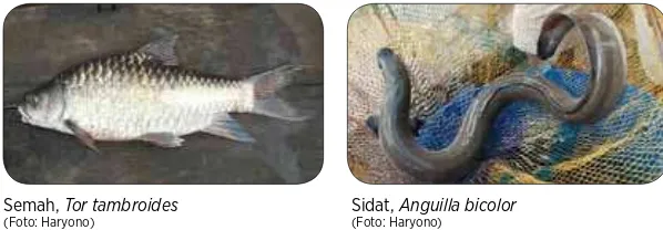 Gambar 2. Ikan belida, Chitalla lopis (Foto: Haryono)