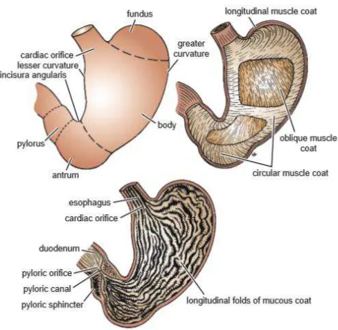 Gambar 2.1. Anatomi Lambung. Sumber: Snell, 2012. Clinical Anatomy by 