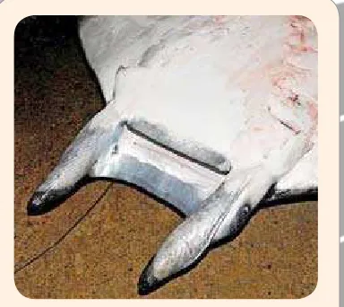 Gambar mulut dan sirip kepala pari mobula
