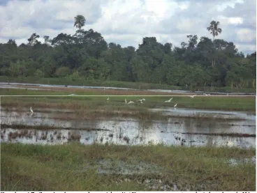 Gambar 16. Pengamatan burung yang dilakukan peneliti pada lahan basah WayPegadungan yang telah menjadi persawahan pada Bulan April 2014