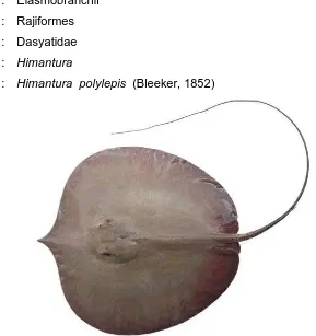 Gambar 12. Himantura polylepis (Sumber foto: Last, et al., 2010) 