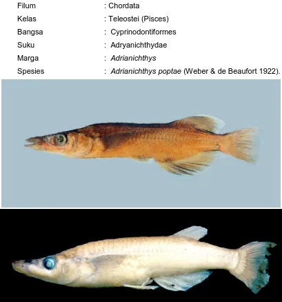 Gambar 18. Adrianichthys poptae, atas: jantan(foto: Kottelat 1993), bawah: betina (foto: LR Paremti) 