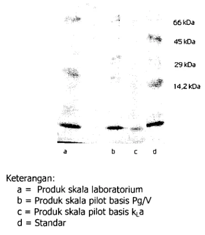 Gambar 3 Pola pita protein produk bioinsektisida 
