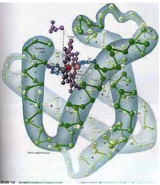 Gambar 3. Struktur protein kedelai 