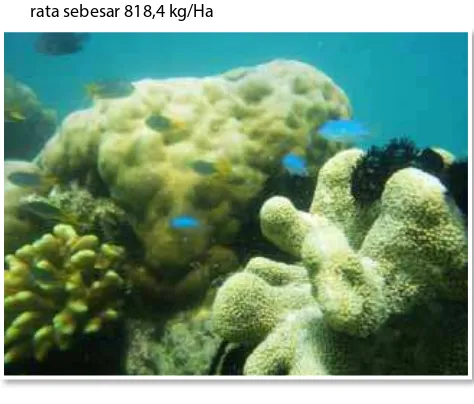 Gambar 1 ekosistem terumbu karang dan kelimpahan ikan karang