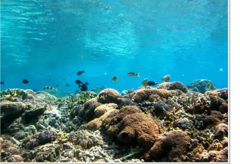 Gambar 1 Potensi ekosistem terumbu karang di TWP Gili Mtra