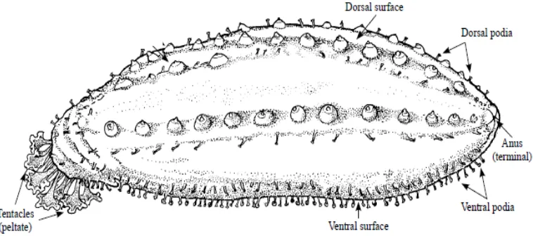 Gambar 2.1 Morfologi tubuh teripang (Purcell, dkk., 2012) 