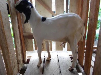 Gambar 1. Kambing Boerawa 