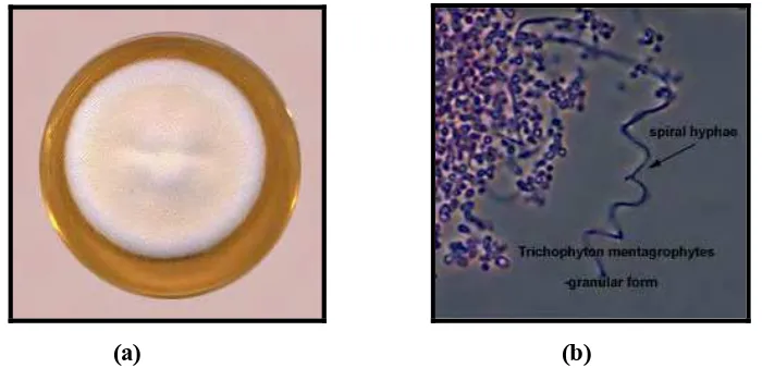 Gambar 4. Morfologi koloni (a) dan morfologi mikroskopis (b) M. canis 