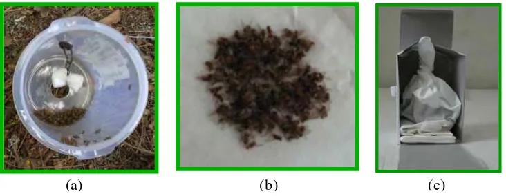 Gambar  4  Pengumpulan hasil perangkap: sampel dalam perangkap (a), sampeldikumpulkan di atas kertas tisu (b), kotak karton wadah                     sampel (c)