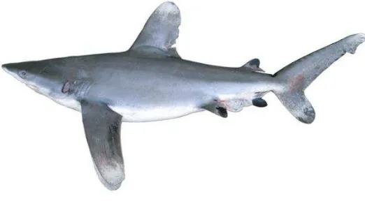 Gambar 1. Carcharhinus longimanus  