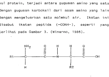 Gambar 3. I k a t a n  peptida a n t a r a  asam-asam amino 